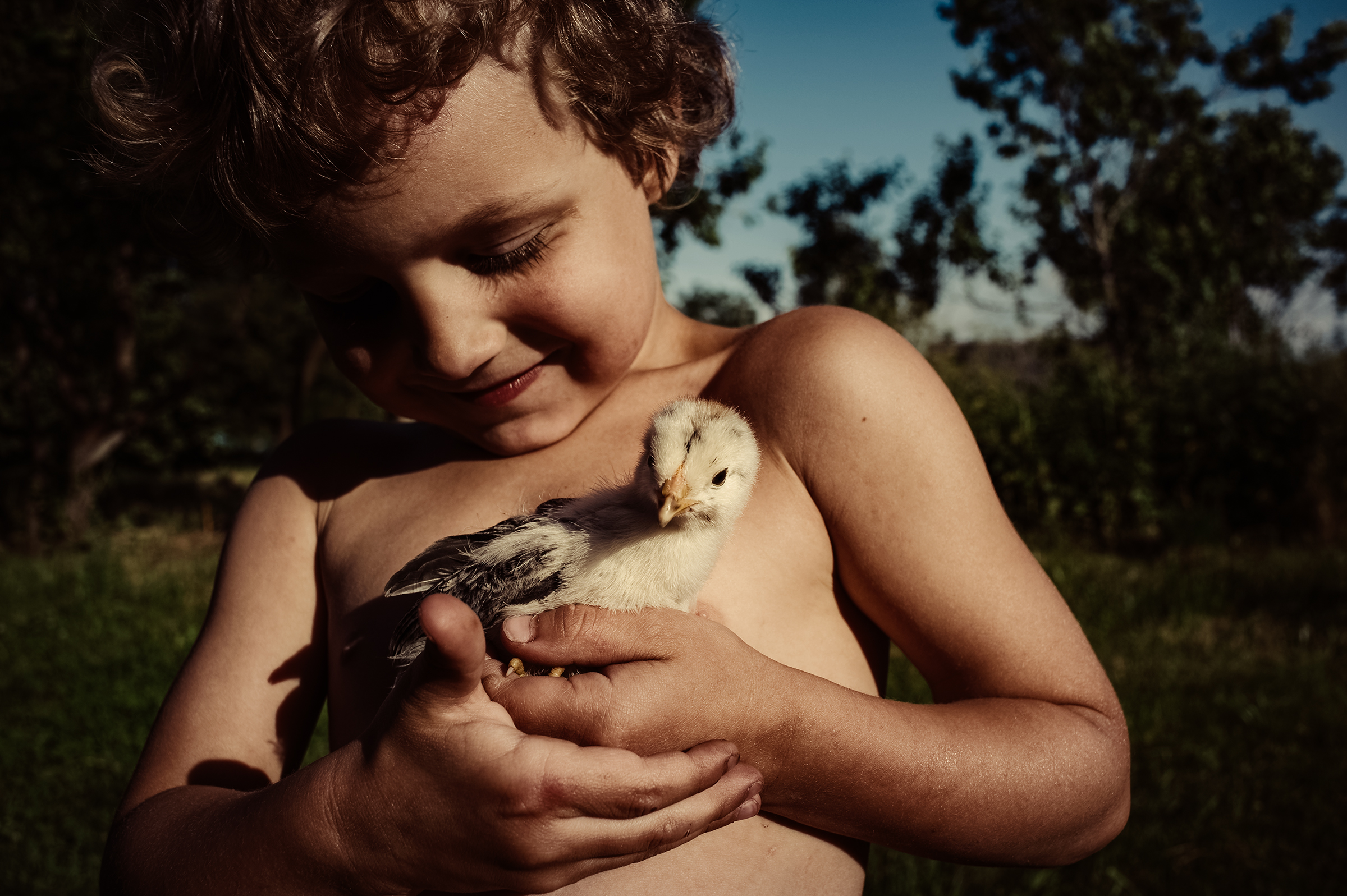 This tender documentary family photograph captures a young child gently cradling a baby chick in warm sunlight, beautifully illustrating an authentic story of childhood wonder.